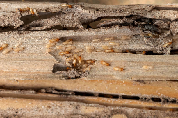 Wasp Removal Services in La Plata, MD